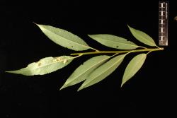 Salix ×fragilis f. fragilis. Lower leaf surfaces.
 Image: D. Glenny © Landcare Research 2020 CC BY 4.0